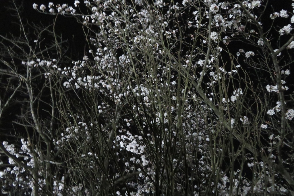 |無料であげる第二弾| 写真たち