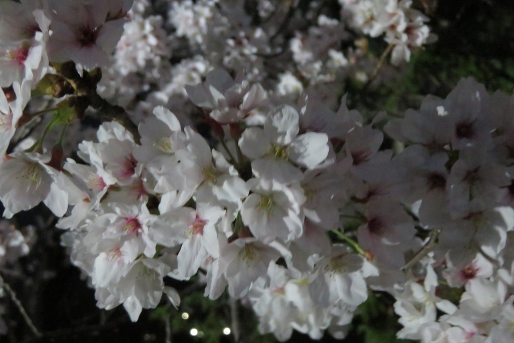 |無料であげる第二弾| 写真たち