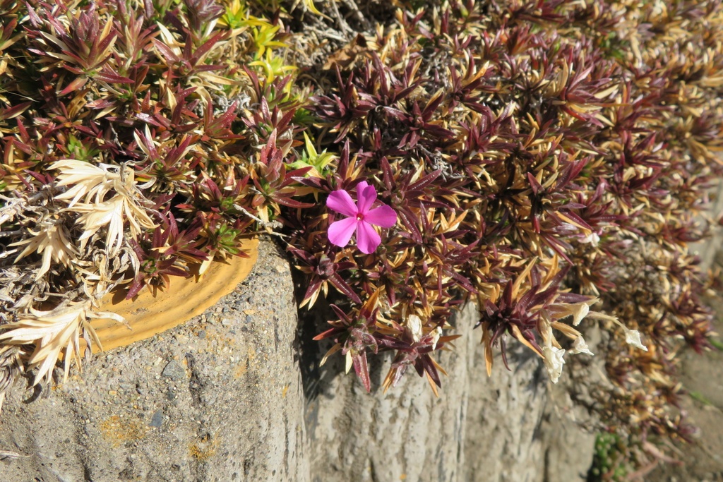 |無料であげる第二弾| 写真たち