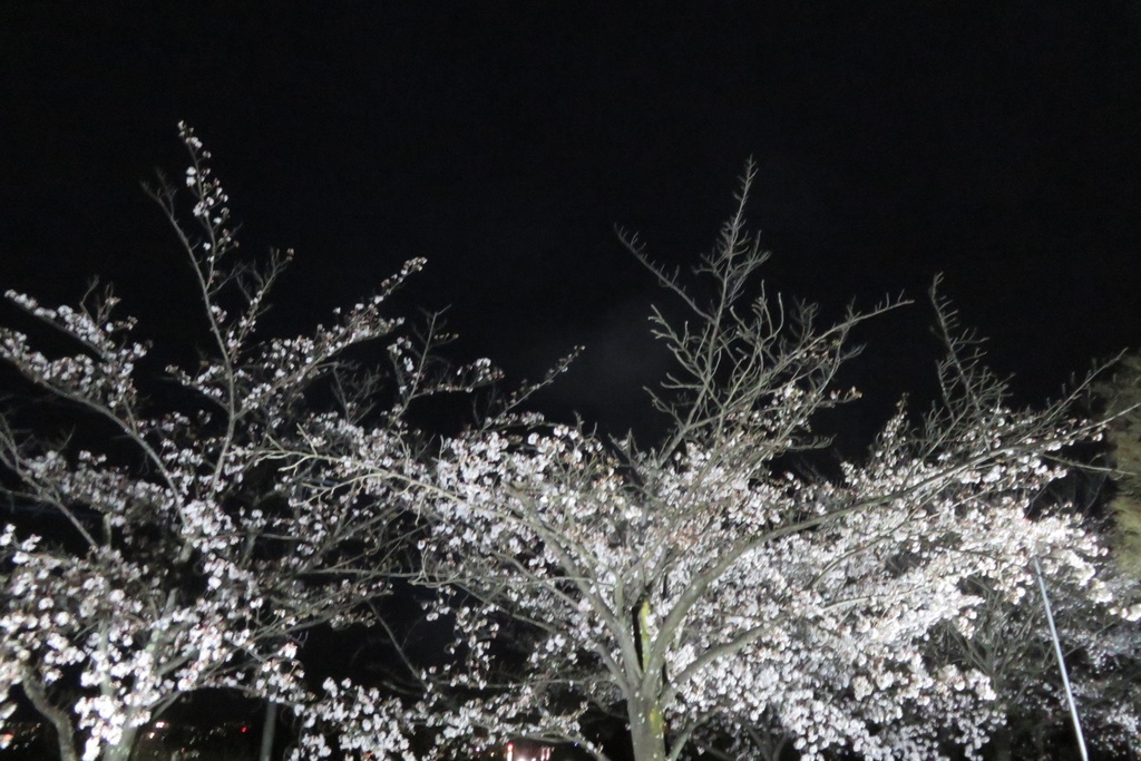 |無料であげる第二弾| 写真たち