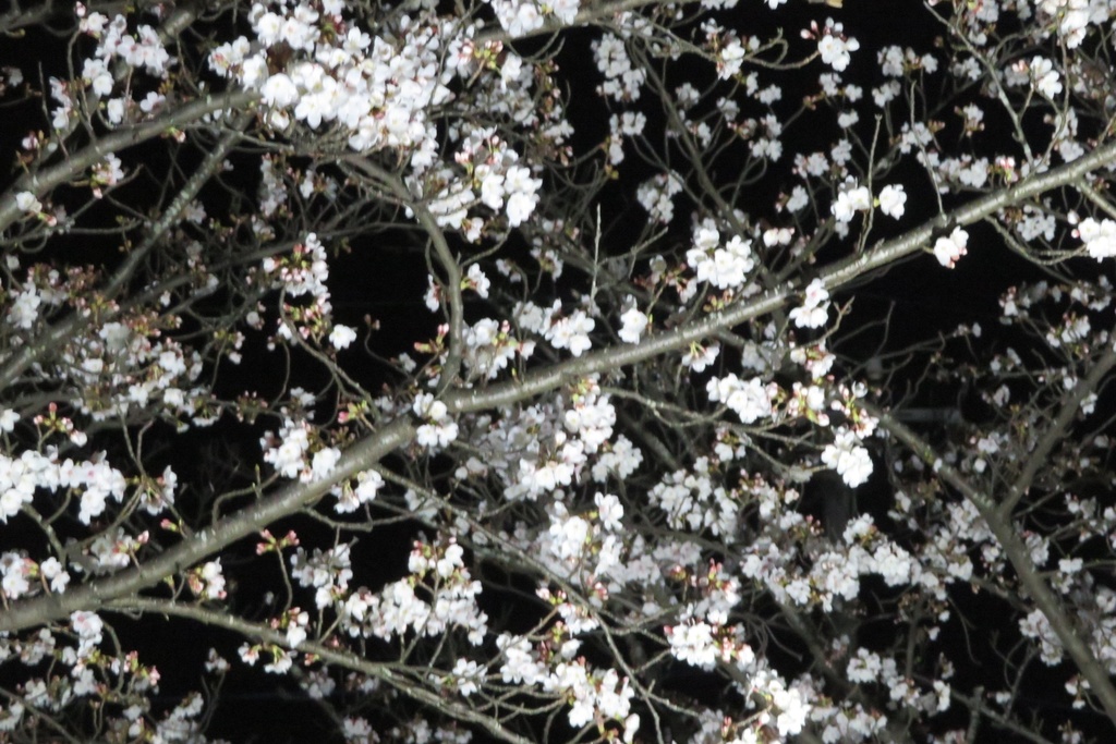 |無料であげる第二弾| 写真たち