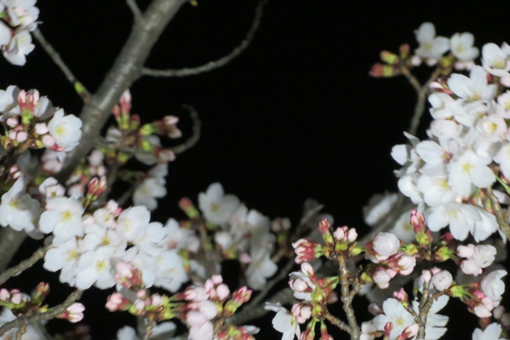 |無料であげる第二弾| 写真たち