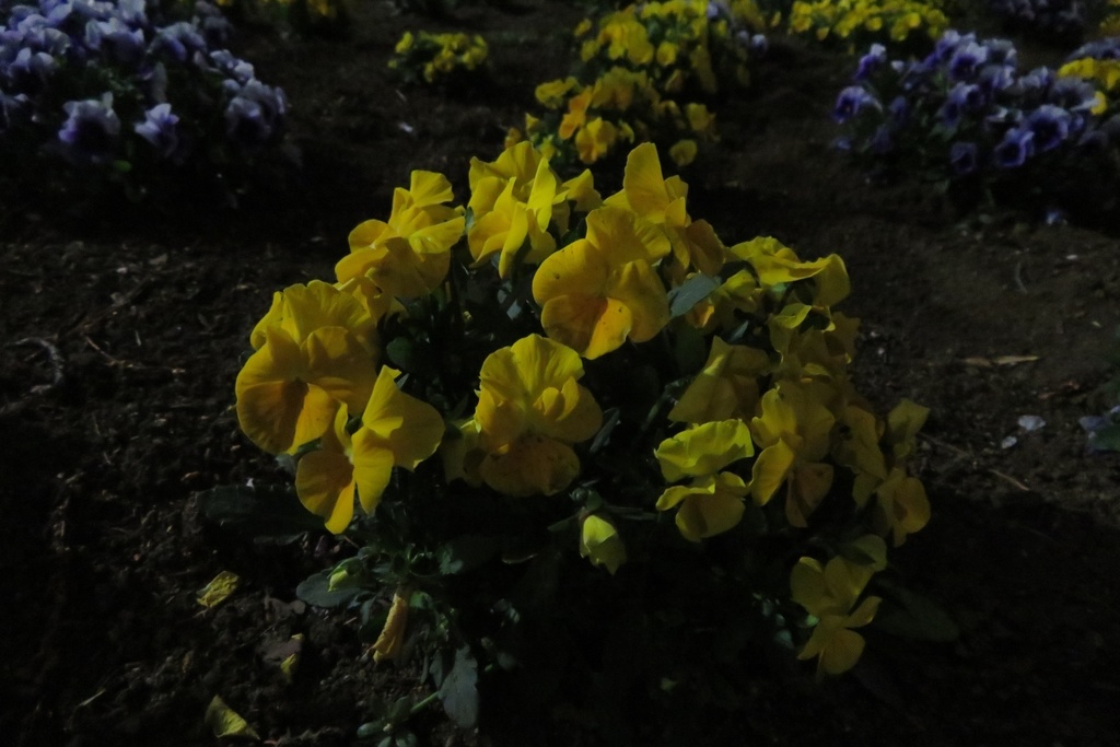 |無料であげる第二弾| 写真たち