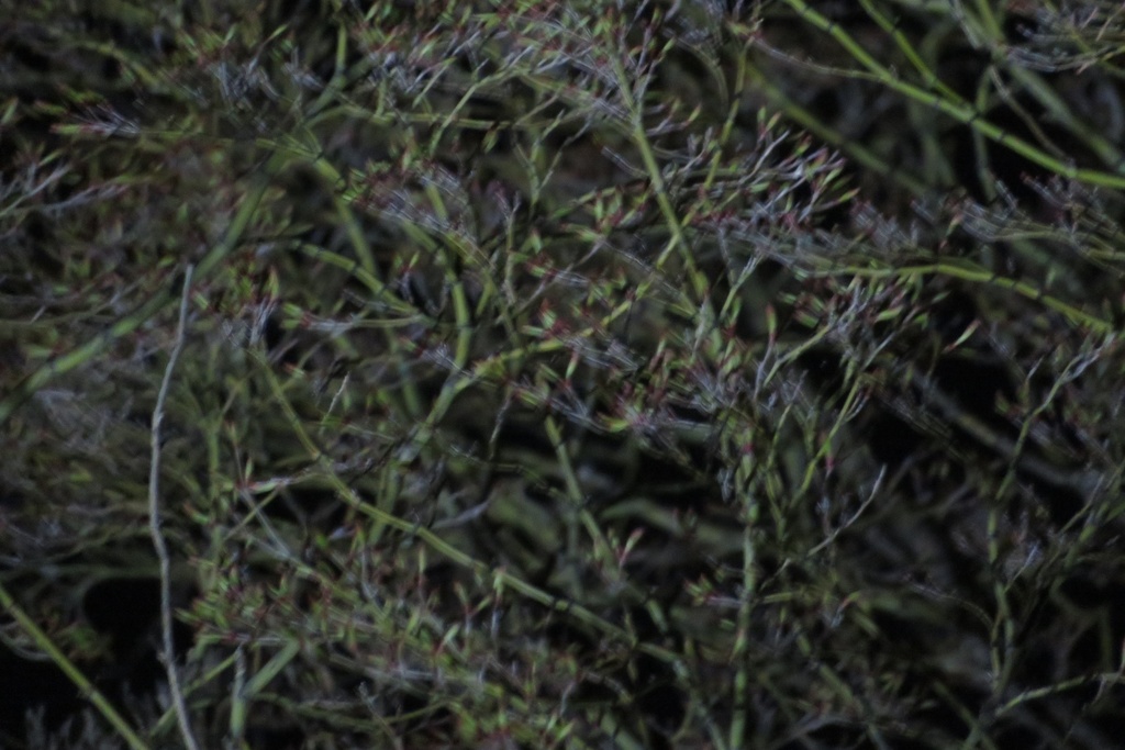 |無料であげる第二弾| 写真たち