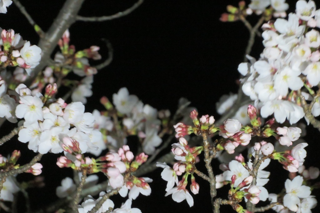 |無料であげる第二弾| 写真たち