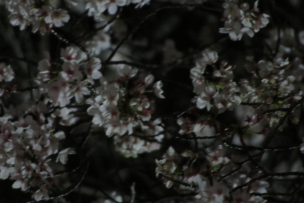 |無料であげる第二弾| 写真たち