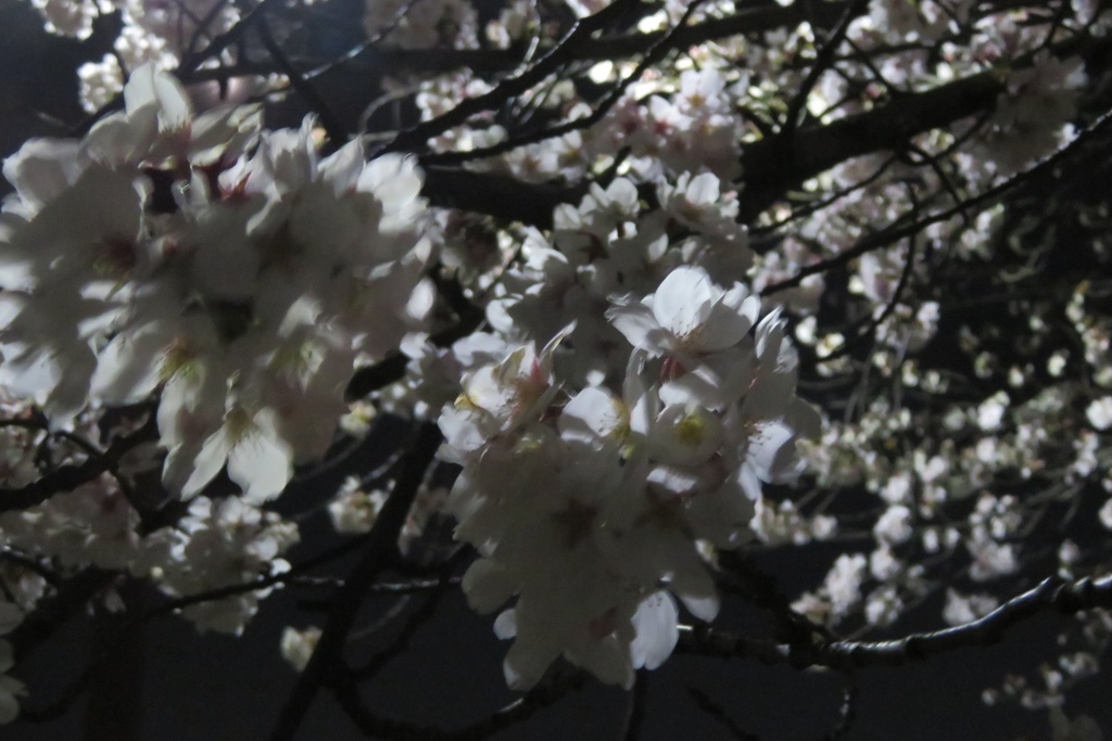 |無料であげる第二弾| 写真たち