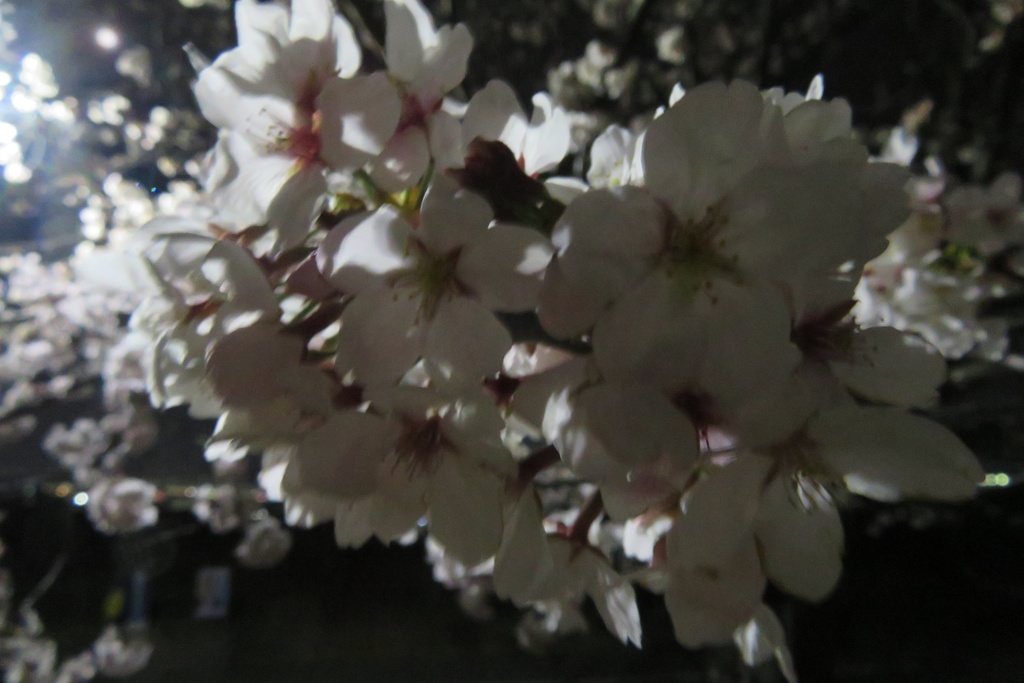 |無料であげる第二弾| 写真たち