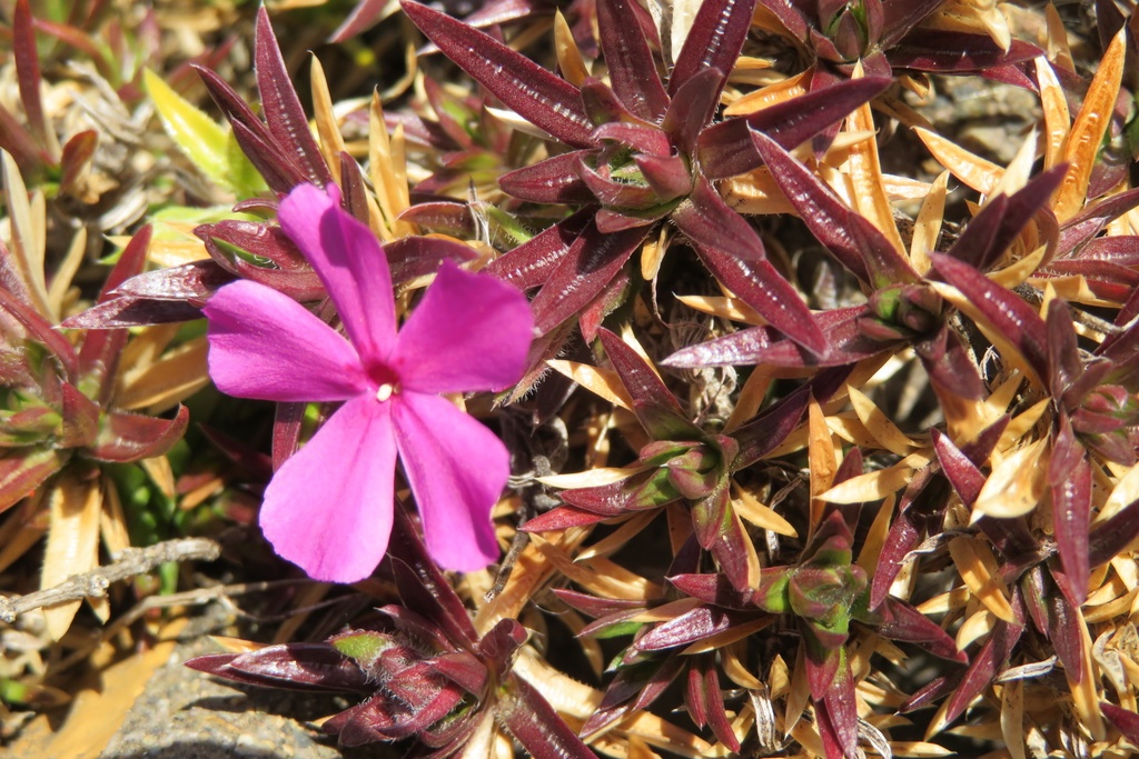 |無料であげる第二弾| 写真たち