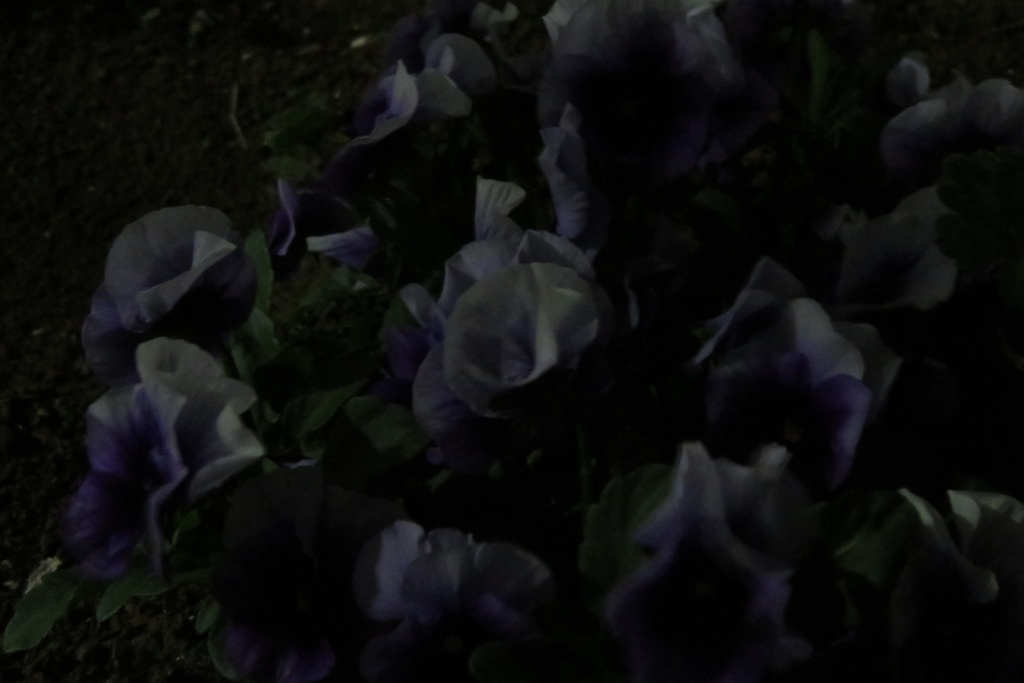 |無料であげる第二弾| 写真たち