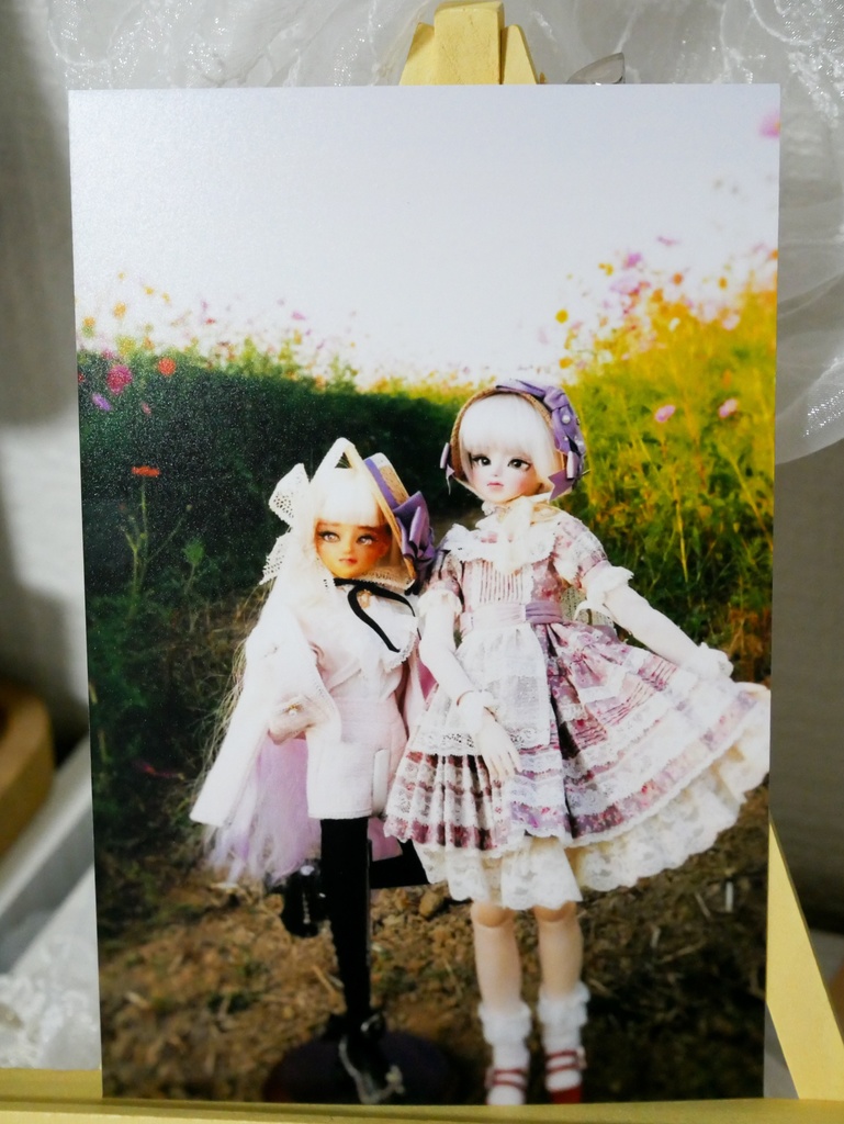 オリジナルはがき🌼コスモス乙女