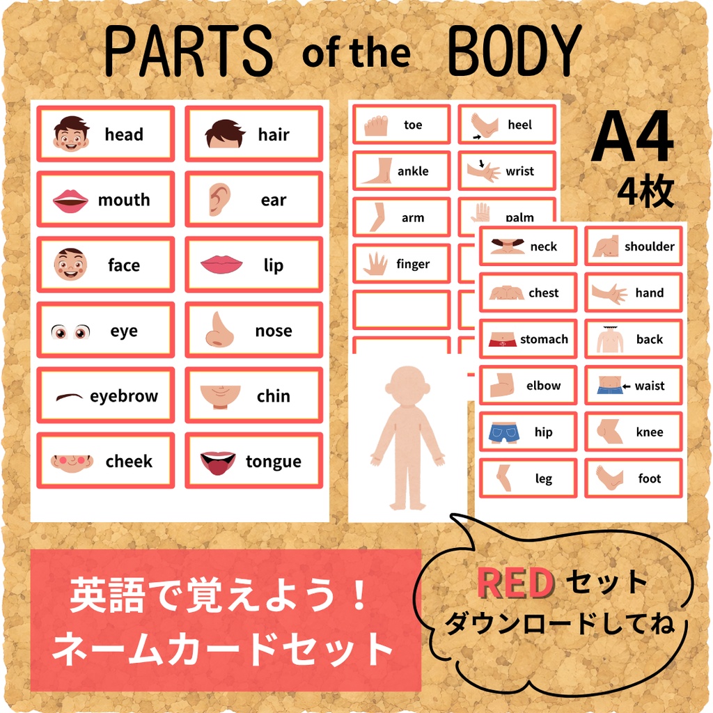 おうちで英語を楽しく勉強　体のパーツ・ネームカードセット（赤色）保育園・幼稚園・小学校