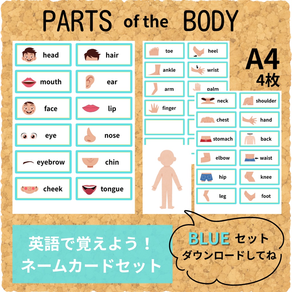 おうちで英語を楽しく勉強　体のパーツ・ネームカードセット（水色）保育園・幼稚園・小学校