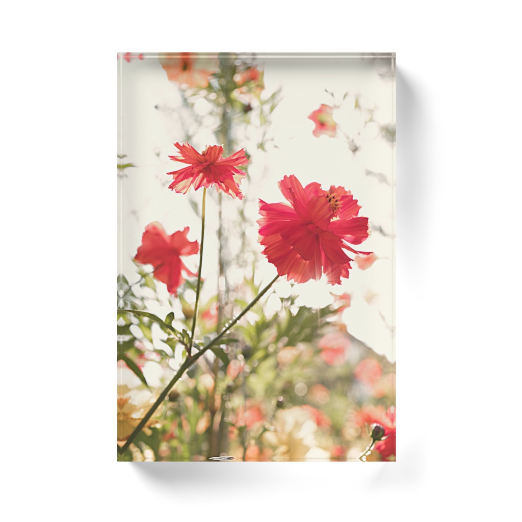 キバナコスモスのアクリルブロック