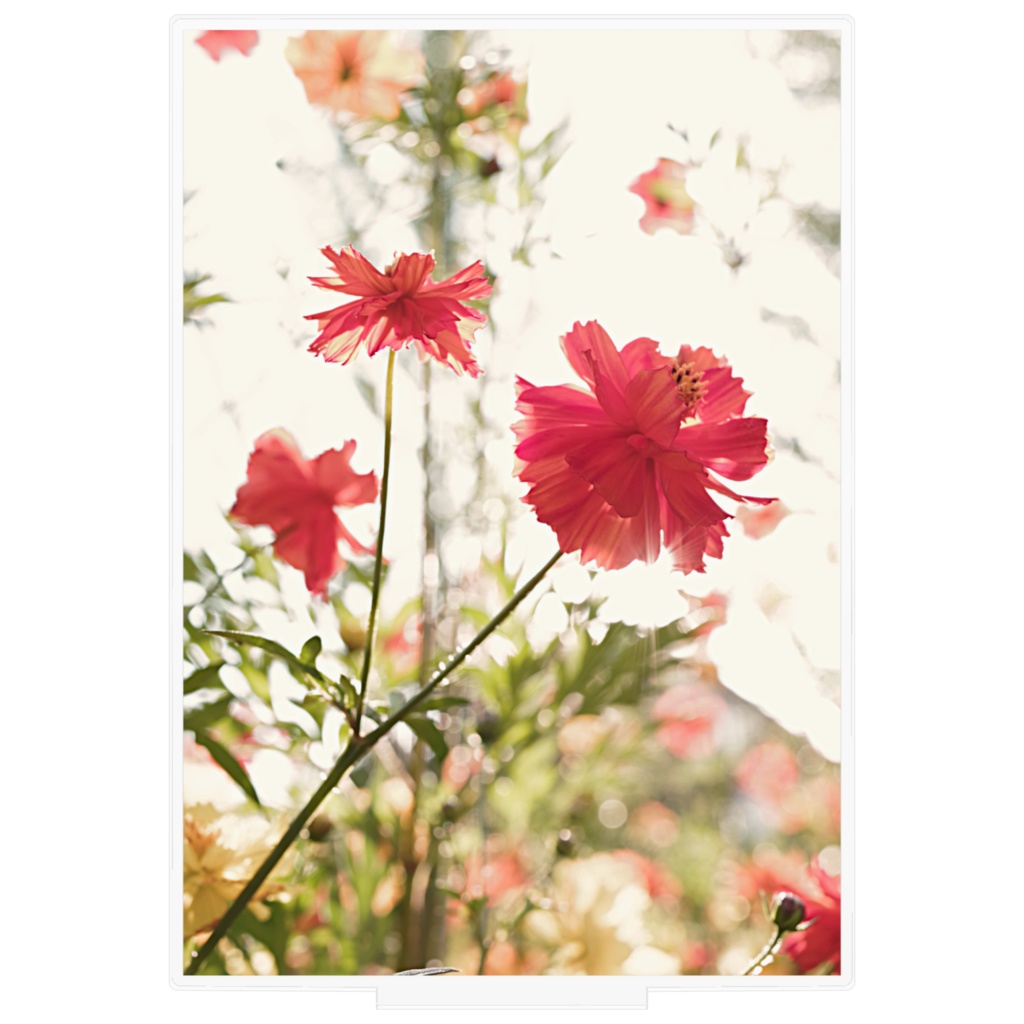 キバナコスモスのアクリルフィギュア