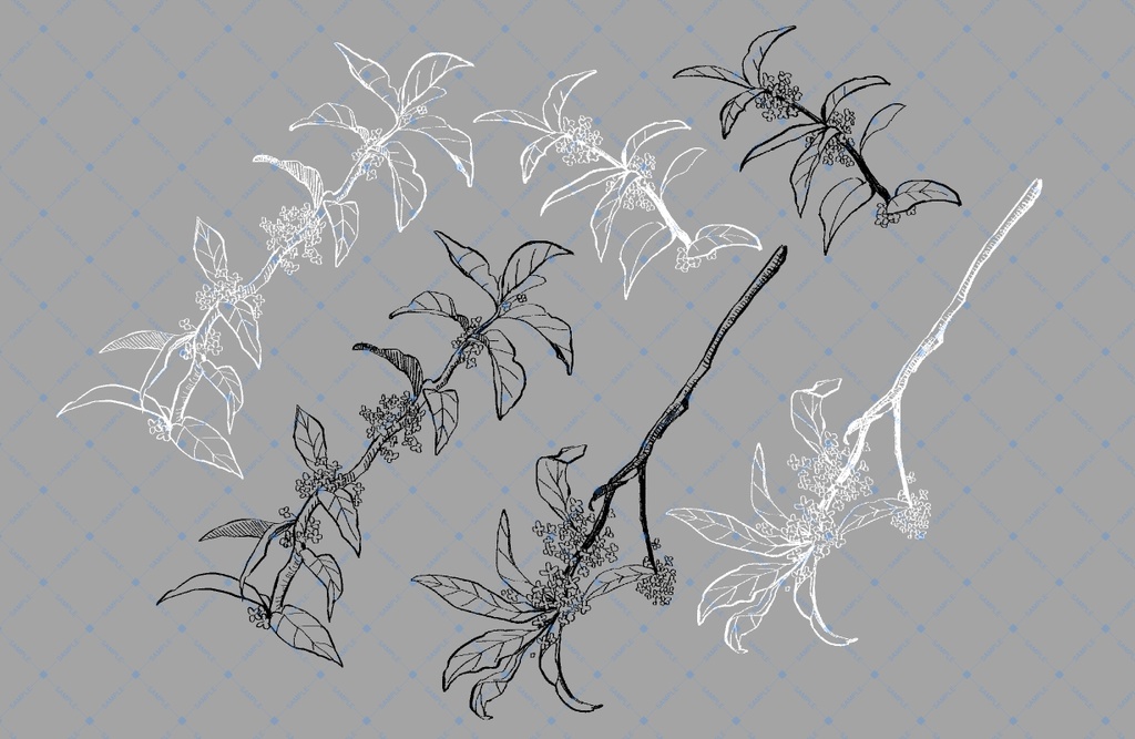 【卓素材】金木犀の木立