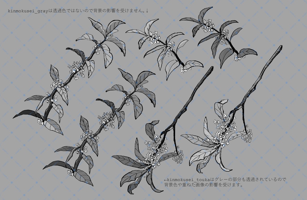 【卓素材】金木犀の木立