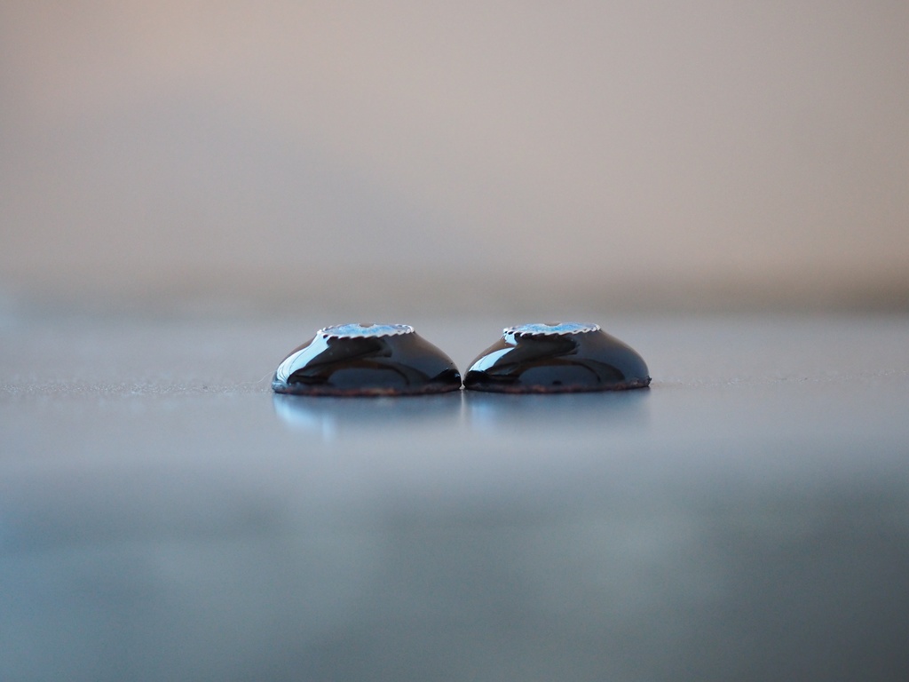 16.5mm/8.5mm ブルー系猫目(黒白目)より線ジェムタイプ 七宝グラスアイ