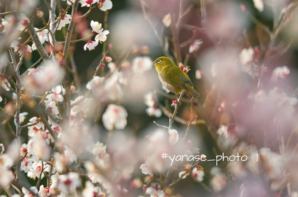 #yanase_photo1