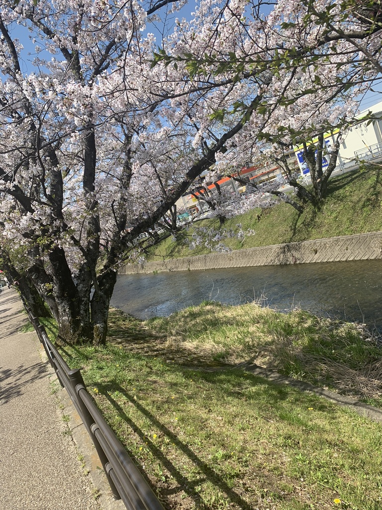 桜　