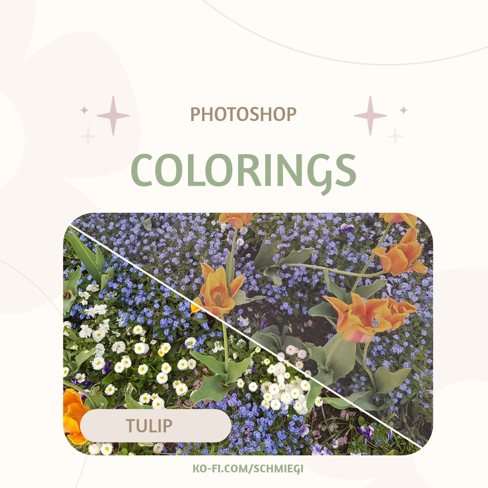 [Free Download] Tulip - Photoshop Coloring