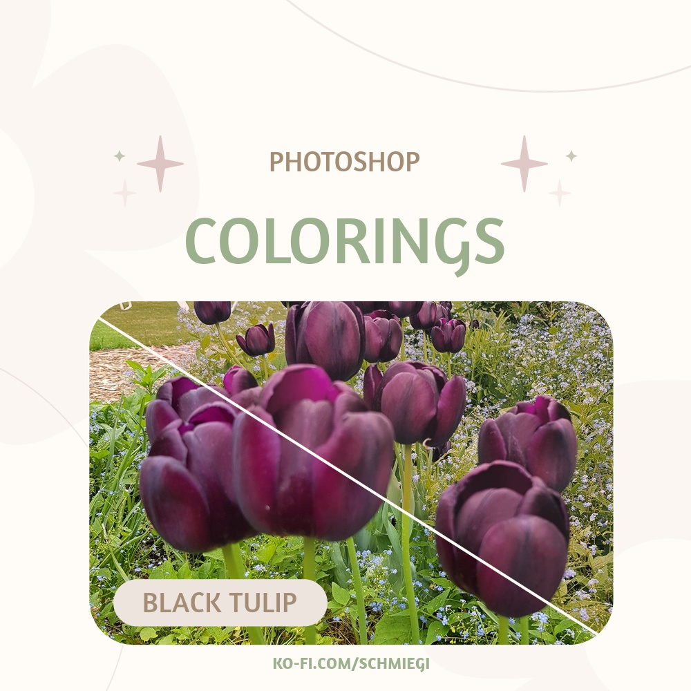 [Free Download] Black Tulip - Photoshop Coloring