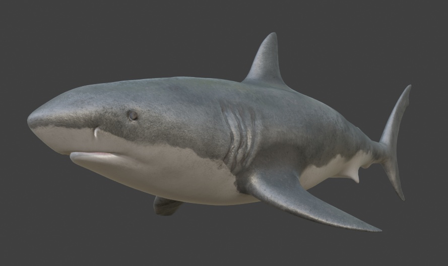 【3Dモデル】泳ぐサメ - Swimming Shark【アニメーション付き/VRChat・UE5対応】
