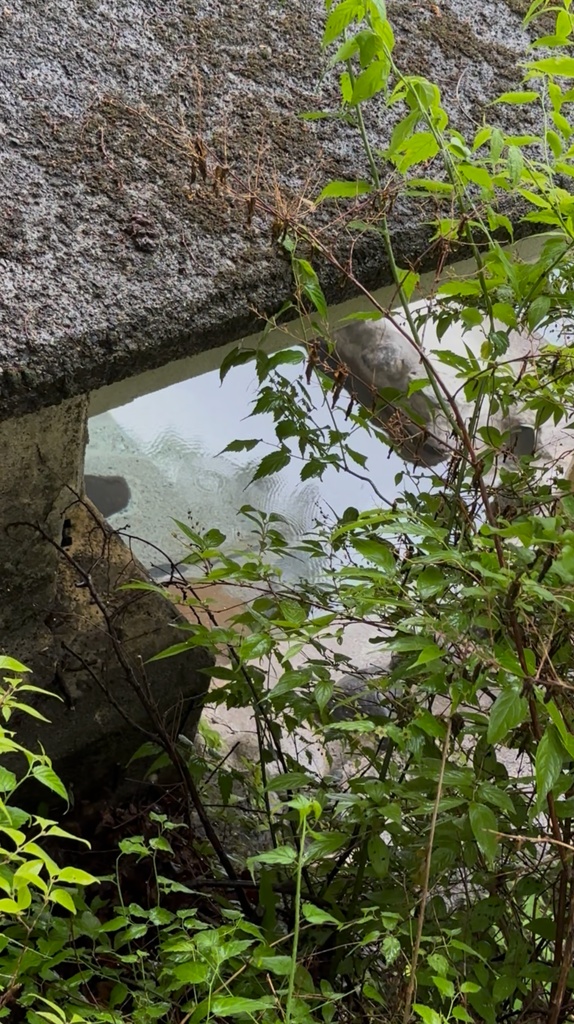 なぜ私は川治温泉で湯女たちを思い出したのか ― 閉館した旅館と土地の記憶 ― (旧題:地霊を読む② 川治温泉)