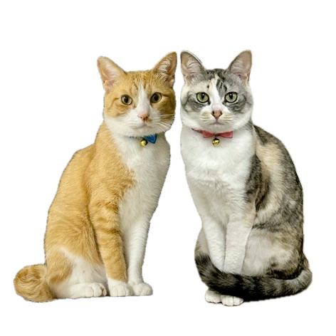 ピート&チルル レディース白Tシャツ