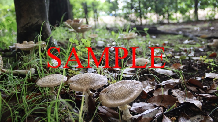 詰め合わせパック