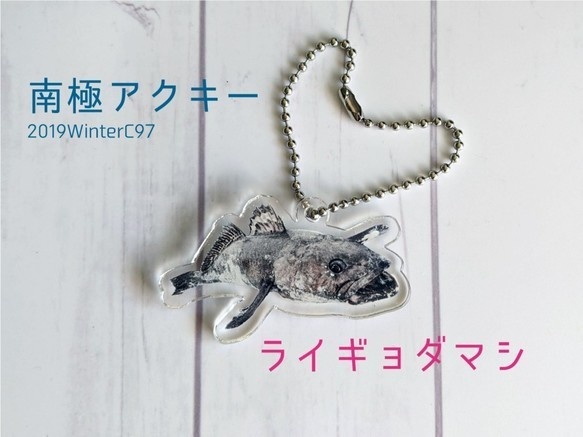 南極アクリルキーホルダー＜ライギョダマシ＞