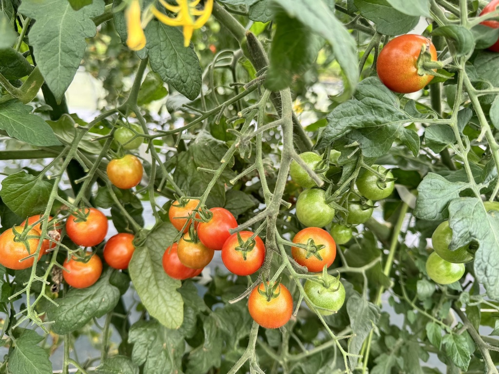 ハイパートマト