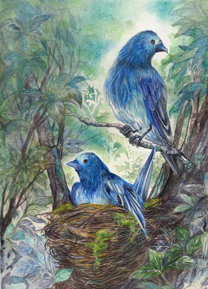 BLUE　BIRDS「抱卵」