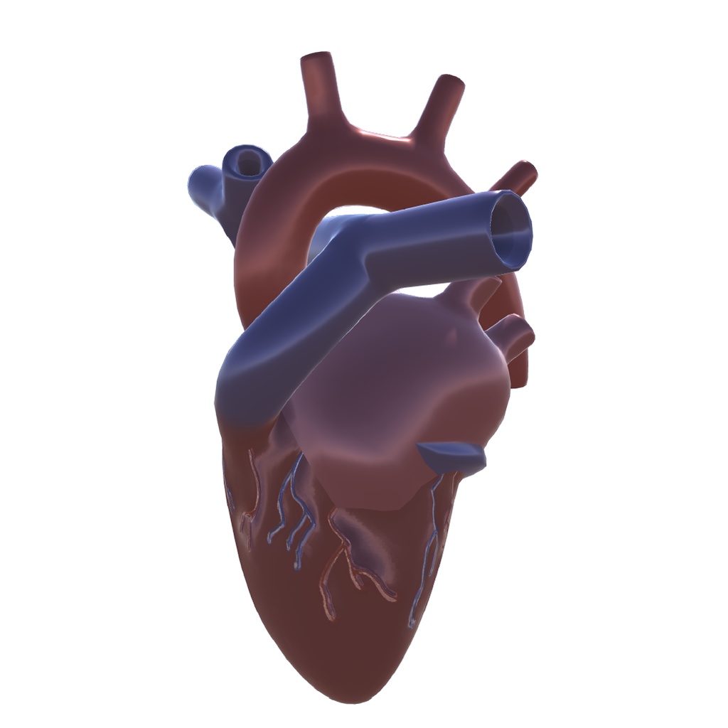 3Dモデル『心臓』