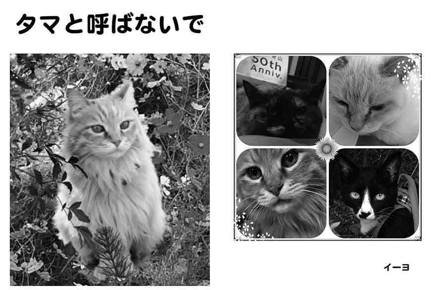 タマと呼ばないで