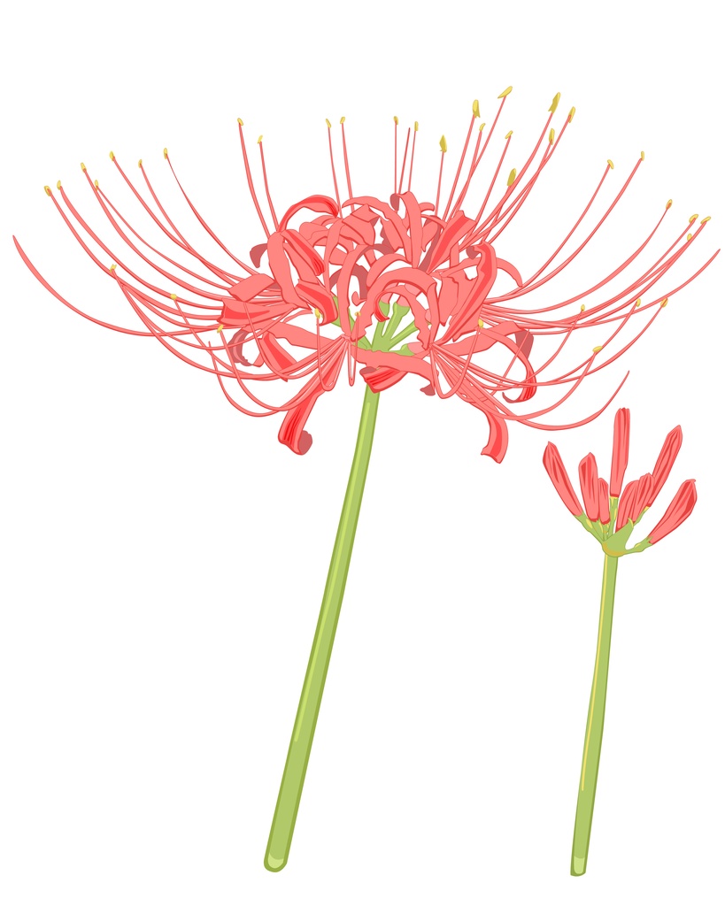 彼岸花のイラスト