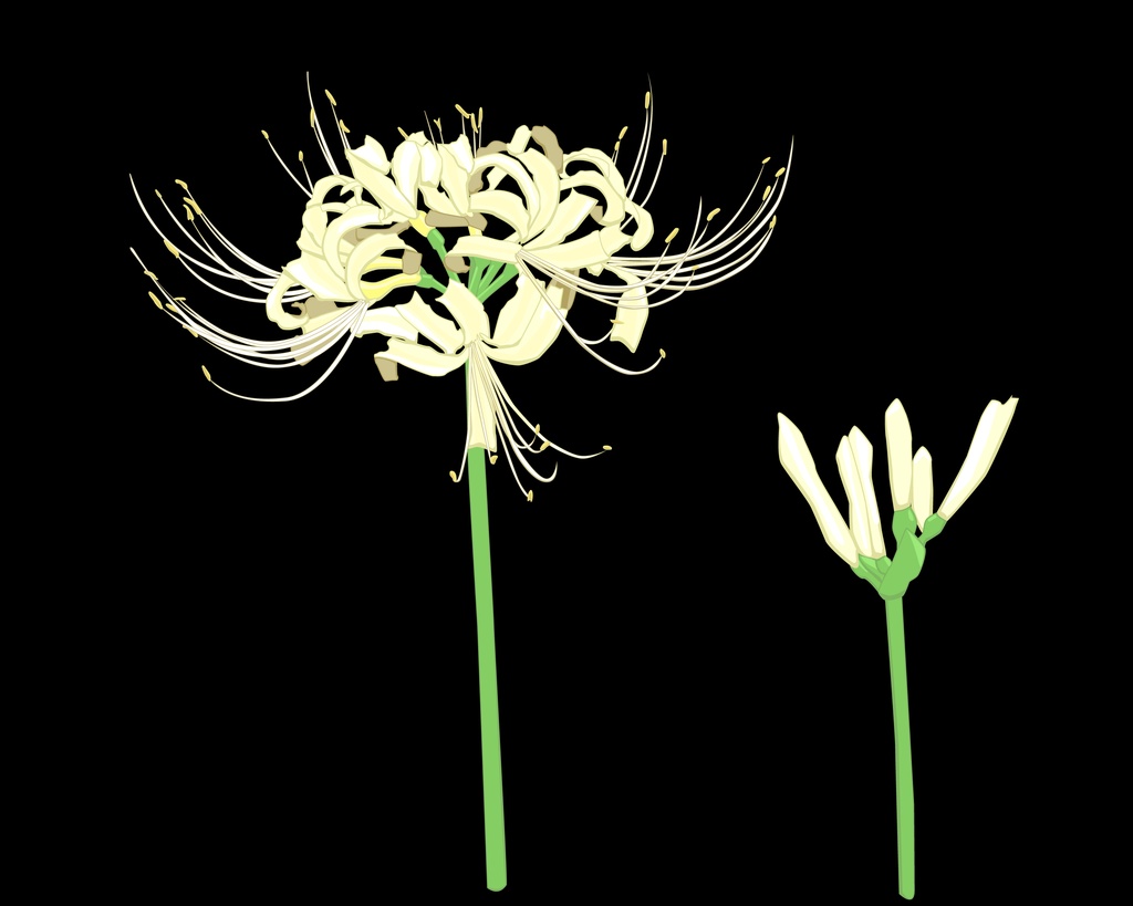 白花曼珠沙華のイラスト