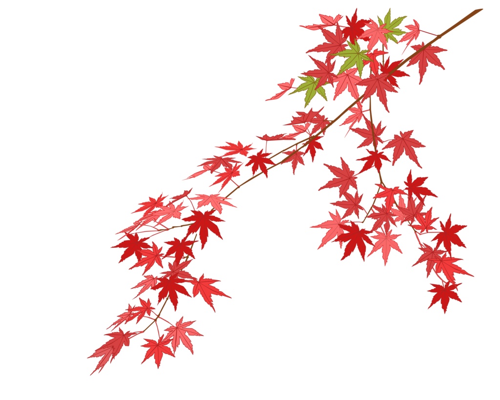 紅葉したモミジ