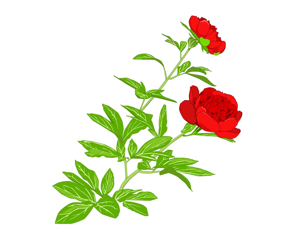 赤いシャクヤク