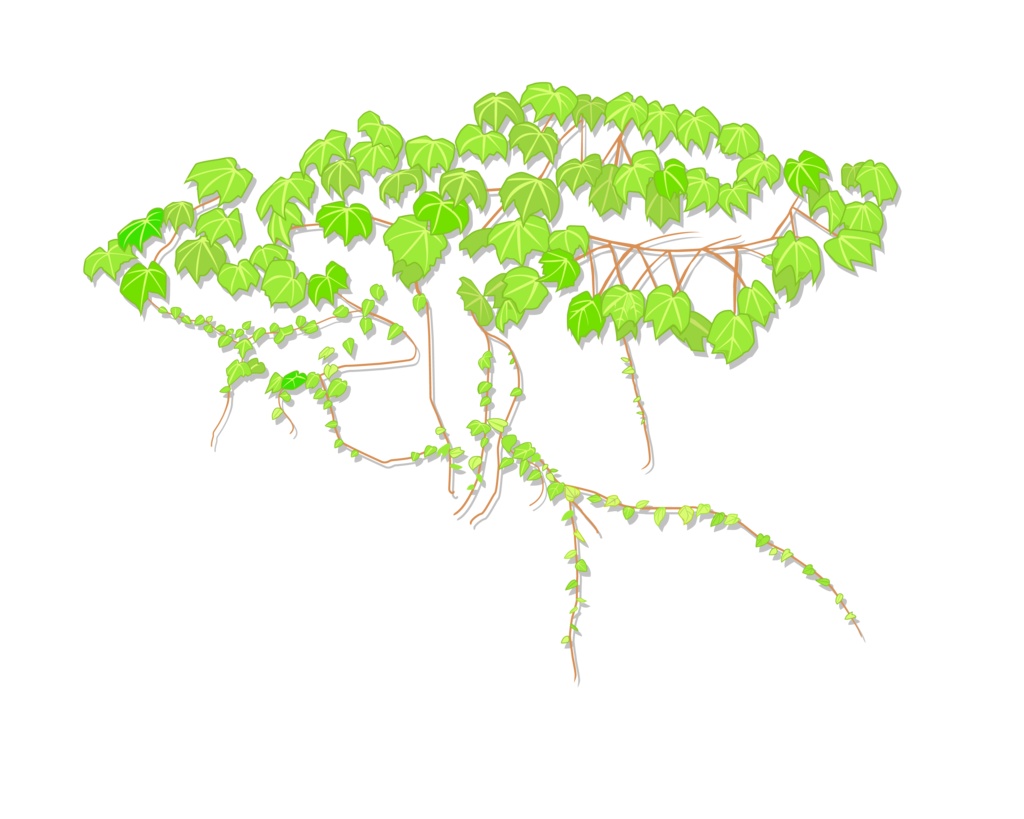 ヘデラ（アイビー）のイラスト