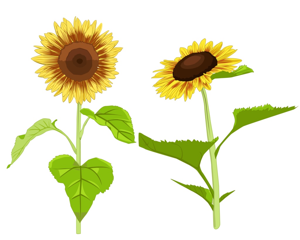 ヒマワリのイラスト