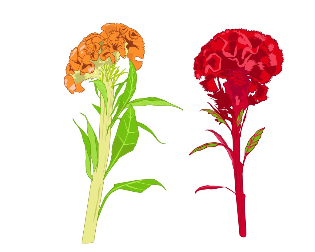 オレンジ色と赤色のケイトウのイラスト