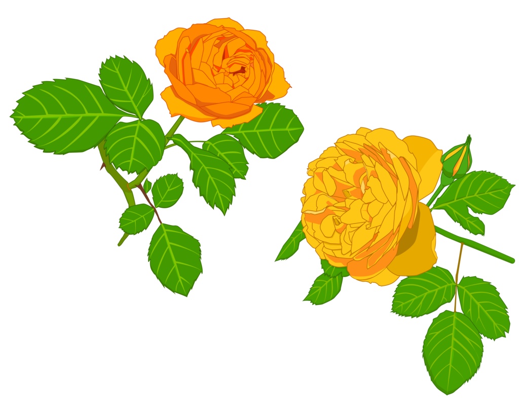 オレンジ色と黄色のバラ