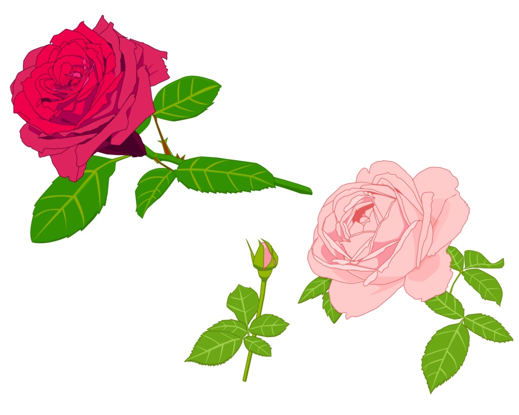 赤色とピンク色のバラ