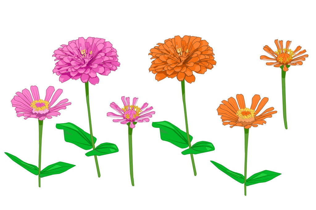 ピンク色とオレンジ色のジニアの花