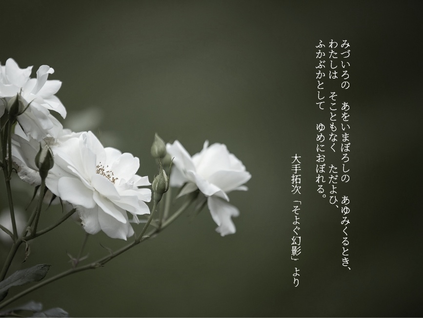 【CoC6版シナリオ】夢みる薔薇