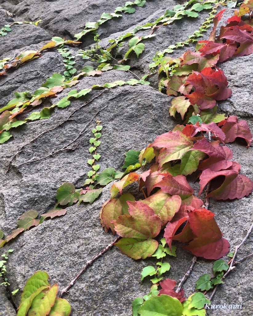 葉（leaf）