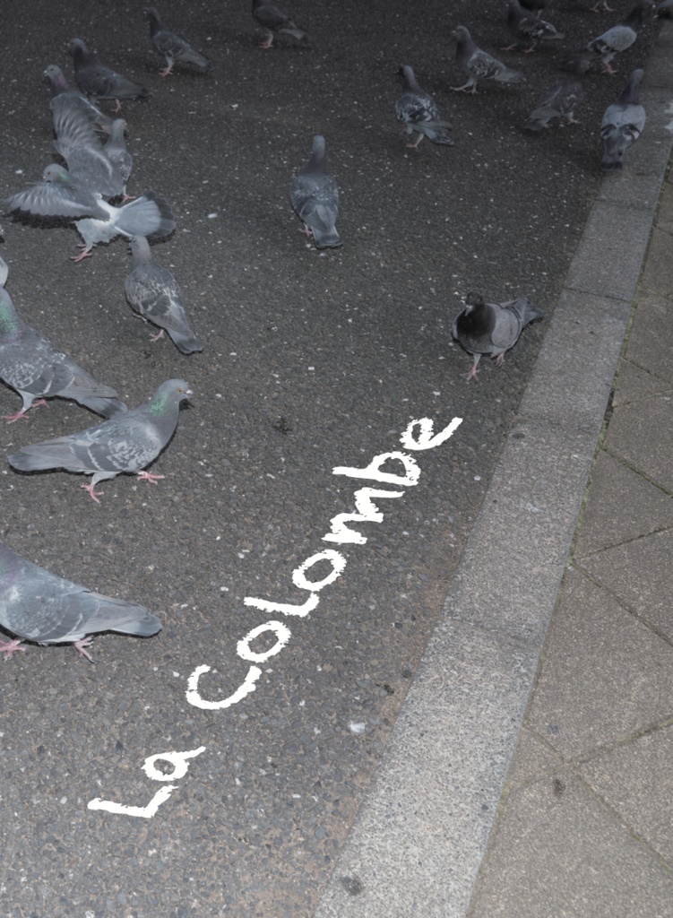 ハトしかない写真集『La Colombe』