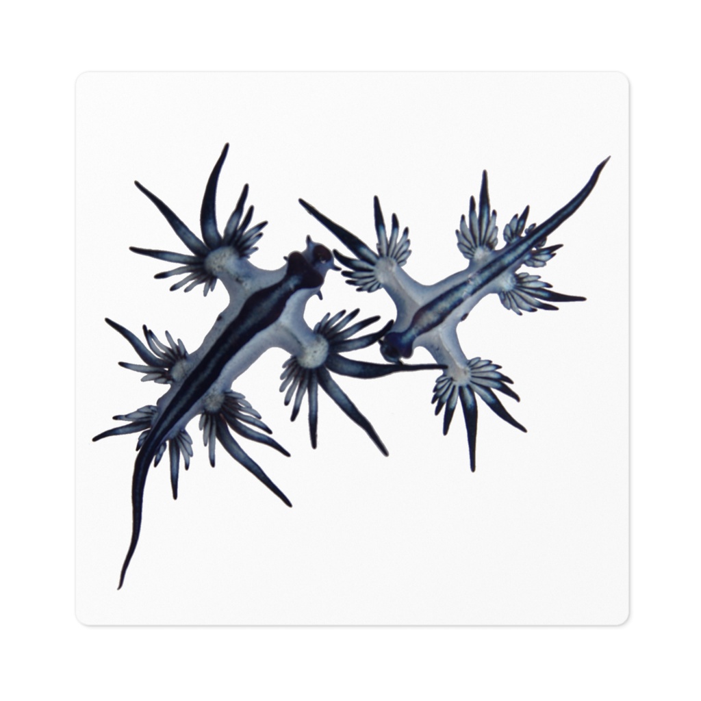 アオミノウミウシのステッカー 10cm角・白無地