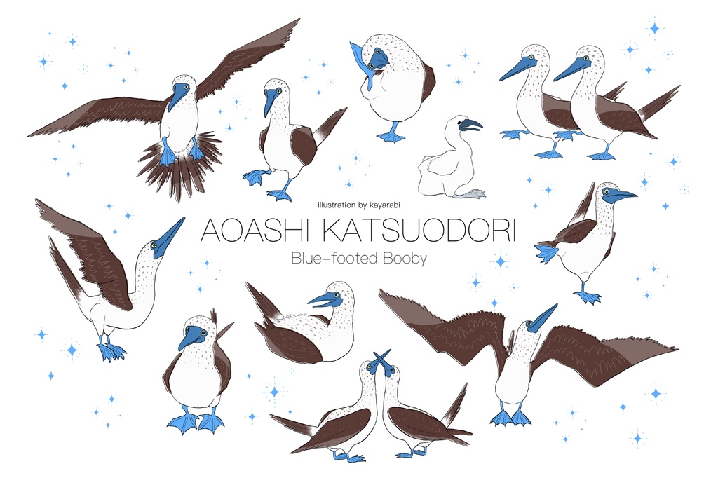 アオアシカツオドリ　ポストカード